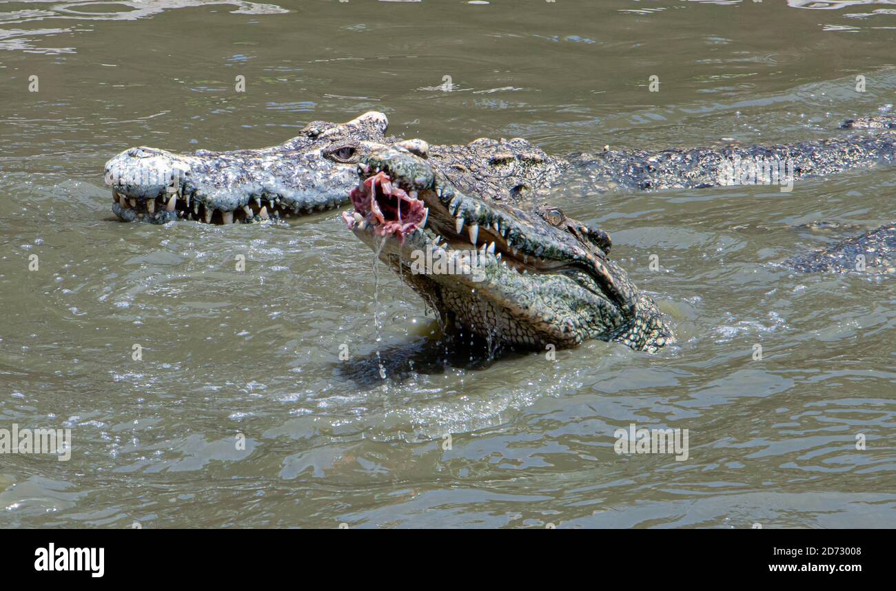Un crocodile dans l'eau mange de la viande. Le crocodile faim déchirant la viande. Banque D'Images