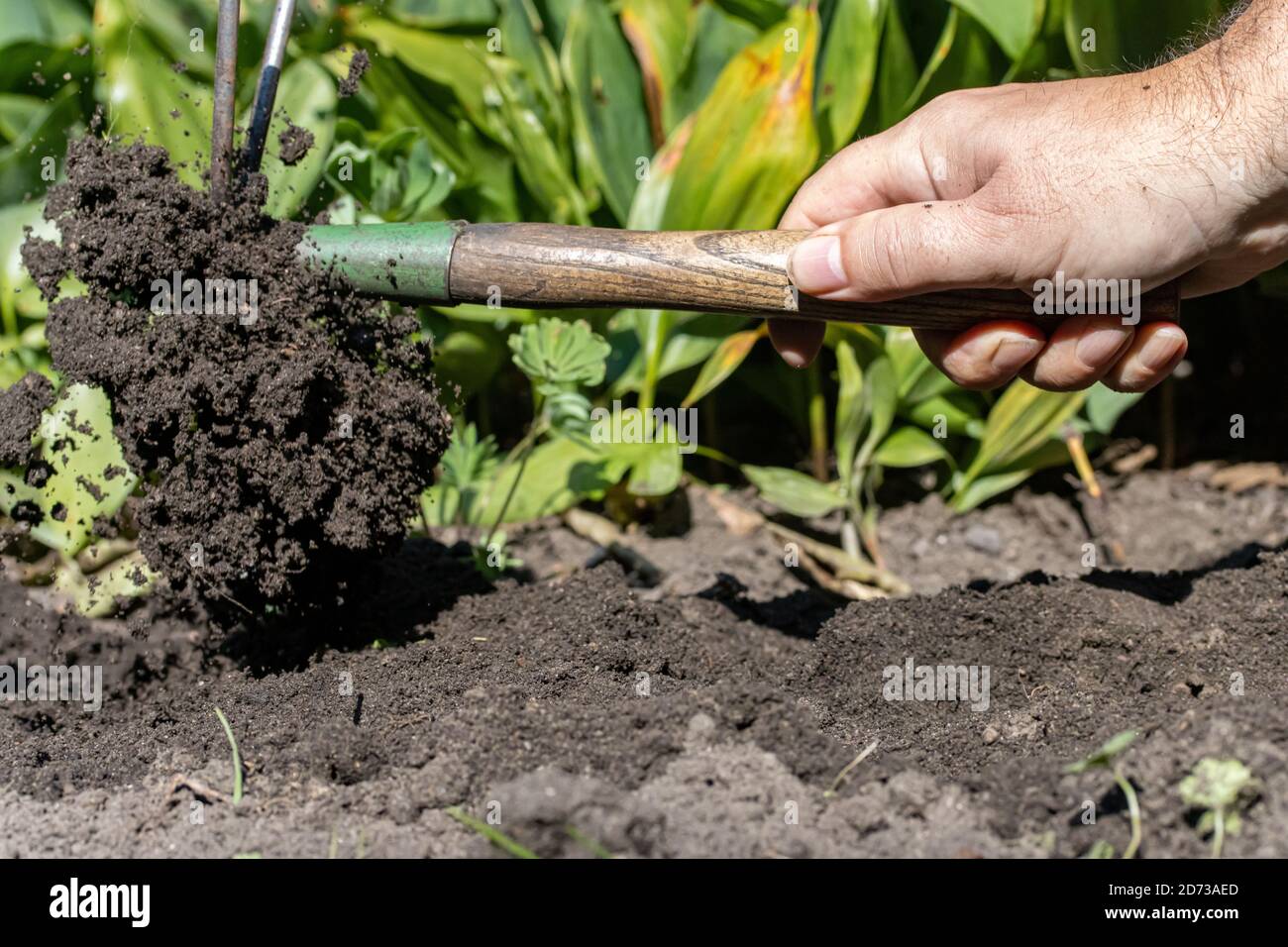 Le jardin travaille avec une houe sur un lit de fleur avec le sol volant de creuser, de gros plan. Banque D'Images