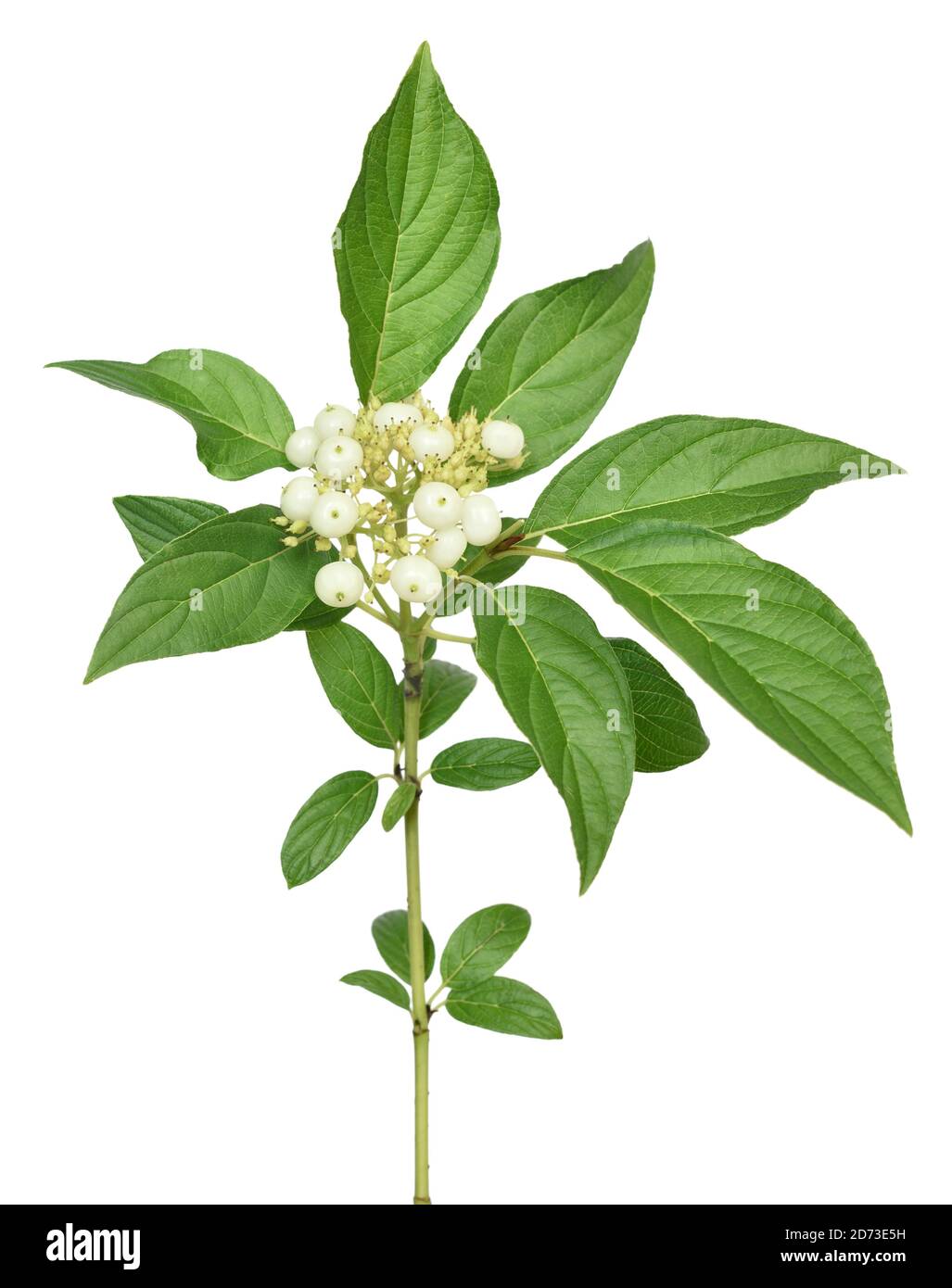 La branche de Cornus alba, cornouiller de Sibérie, isolée sur fond blanc Banque D'Images