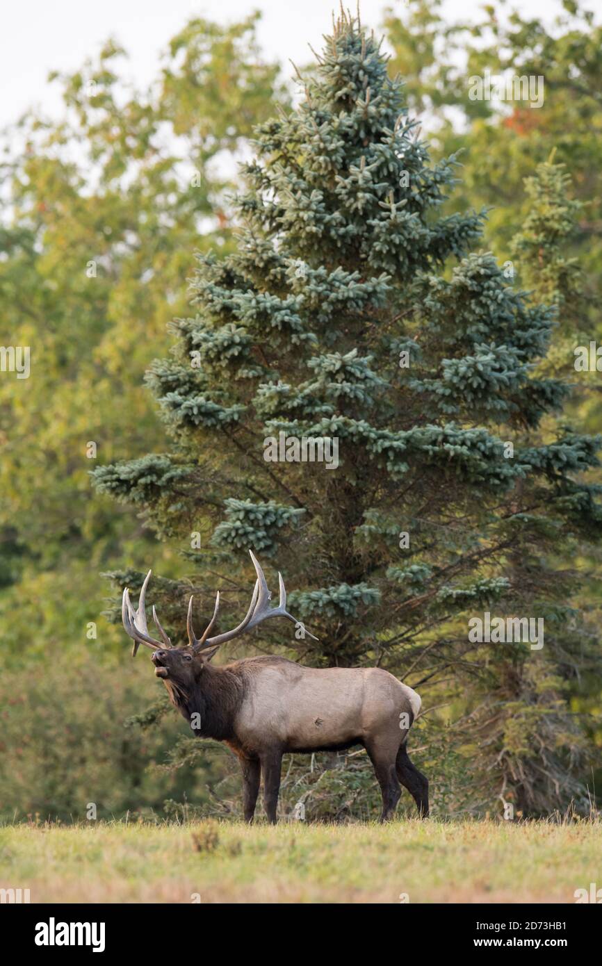 Un wapiti de taureau se tient ferme et se bue pendant l'ork rout. Banque D'Images