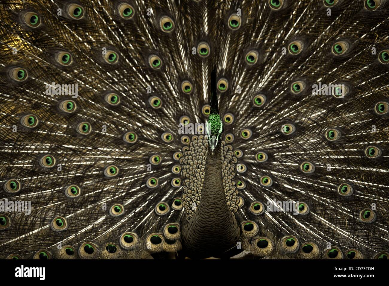 Le jeune paon vert montre sa queue répandue (Pavo muticus) Banque D'Images
