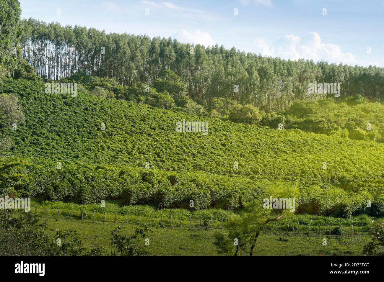 Ferme avec vue sur la plantation de café - Café à la ferme Brésil - Cafe do Brasil Banque D'Images
