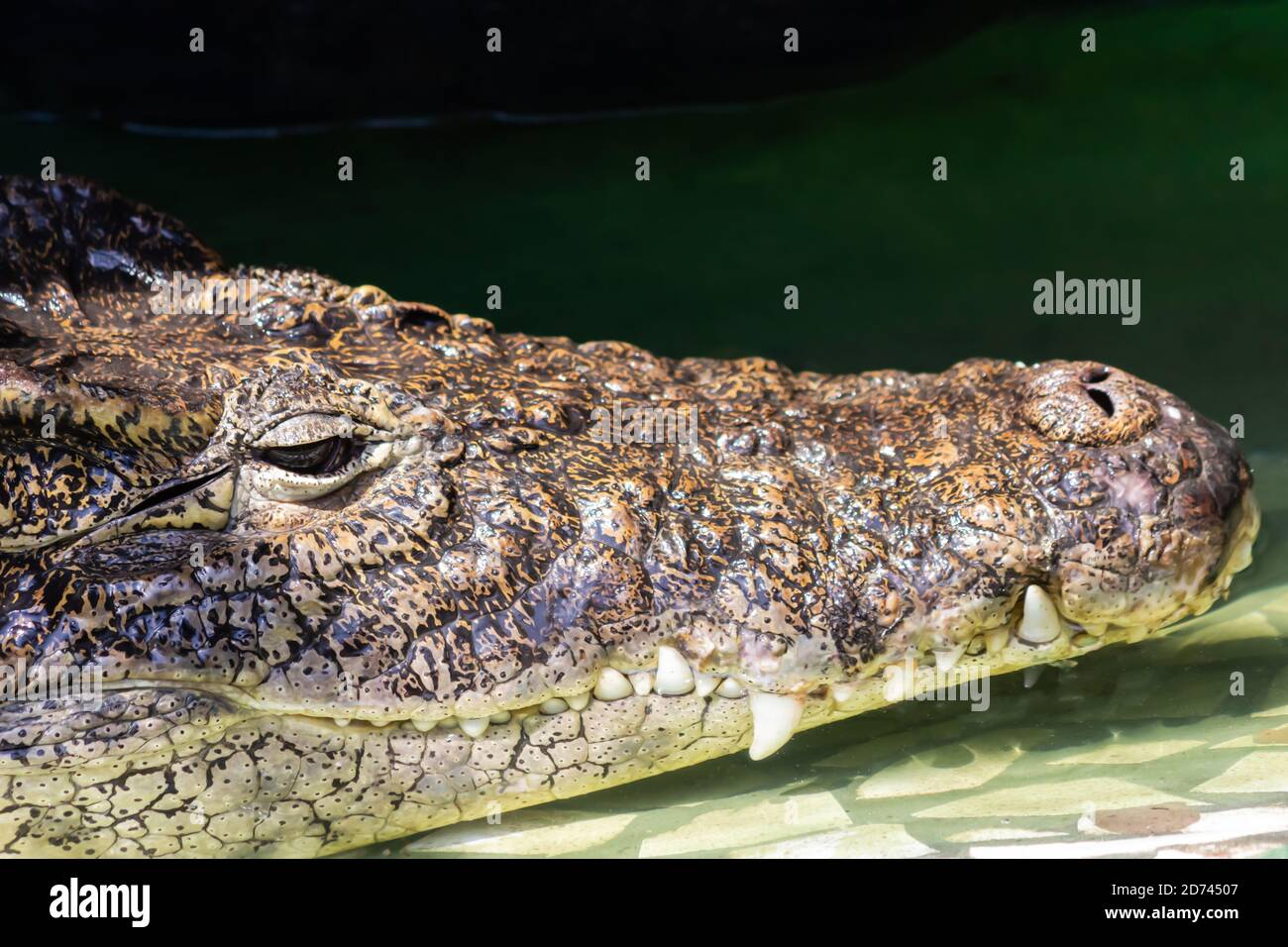 tête de crocodile dans l'eau verte Banque D'Images