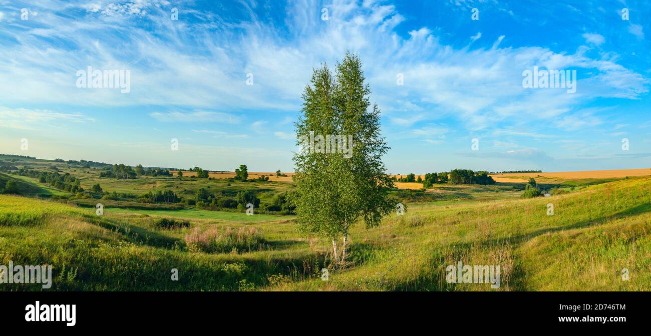 Panorama ensoleillé d'été avec un bouleau à croissance solitaire. Banque D'Images