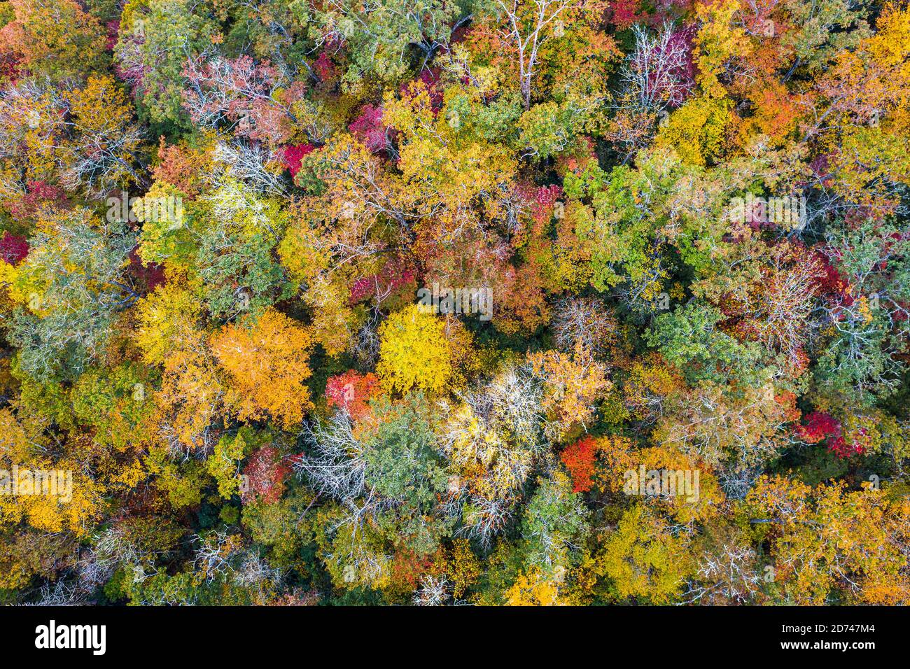 Feuillage d'automne et arbres dans la forêt nationale de Pisgah, Caroline du Nord, États-Unis. Banque D'Images