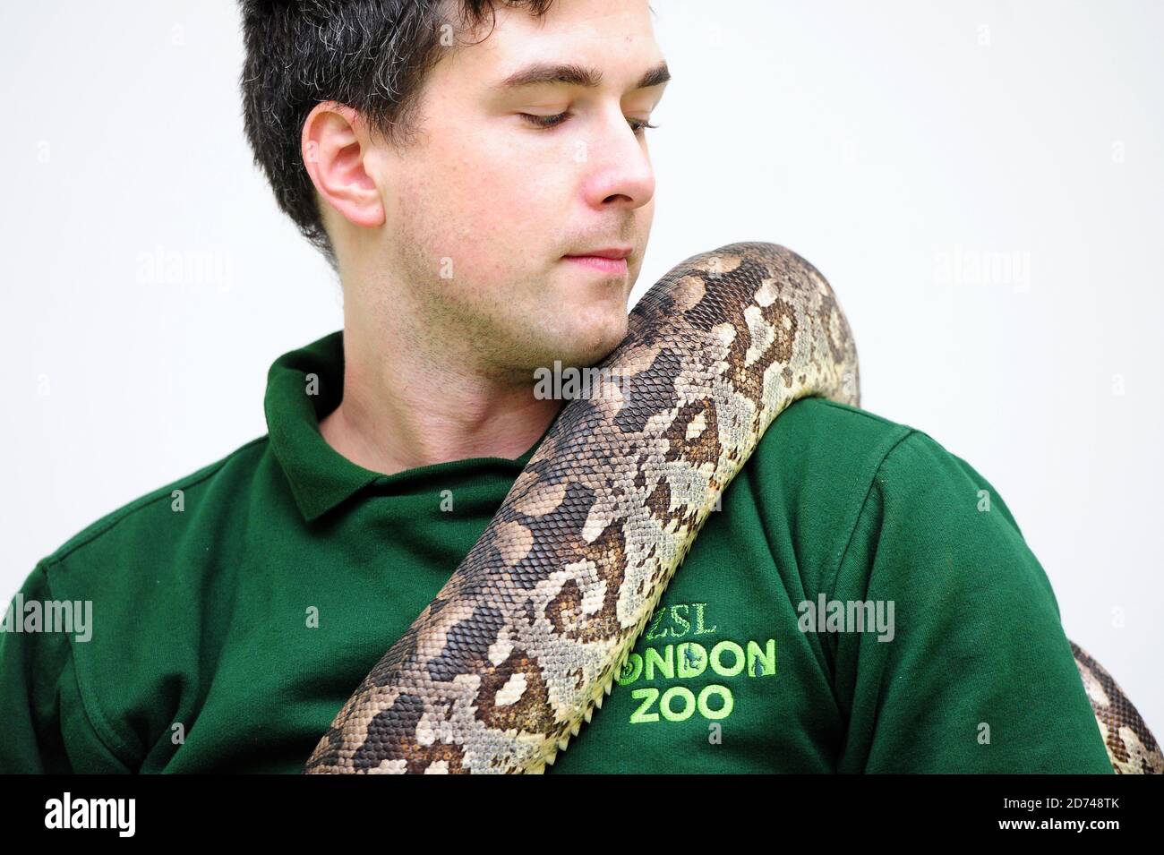 Le gardien du zoo Grant Kother, photographié avec un serpent Dumerils Boa, participe au bilan annuel du zoo de Londres dans Regent's Park, dans le centre de Londres. Banque D'Images
