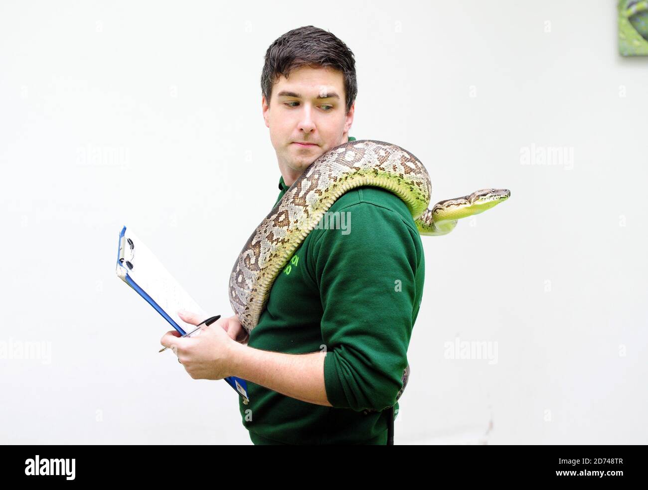Le gardien du zoo Grant Kother, photographié avec un serpent Dumerils Boa, participe au bilan annuel du zoo de Londres dans Regent's Park, dans le centre de Londres. Banque D'Images