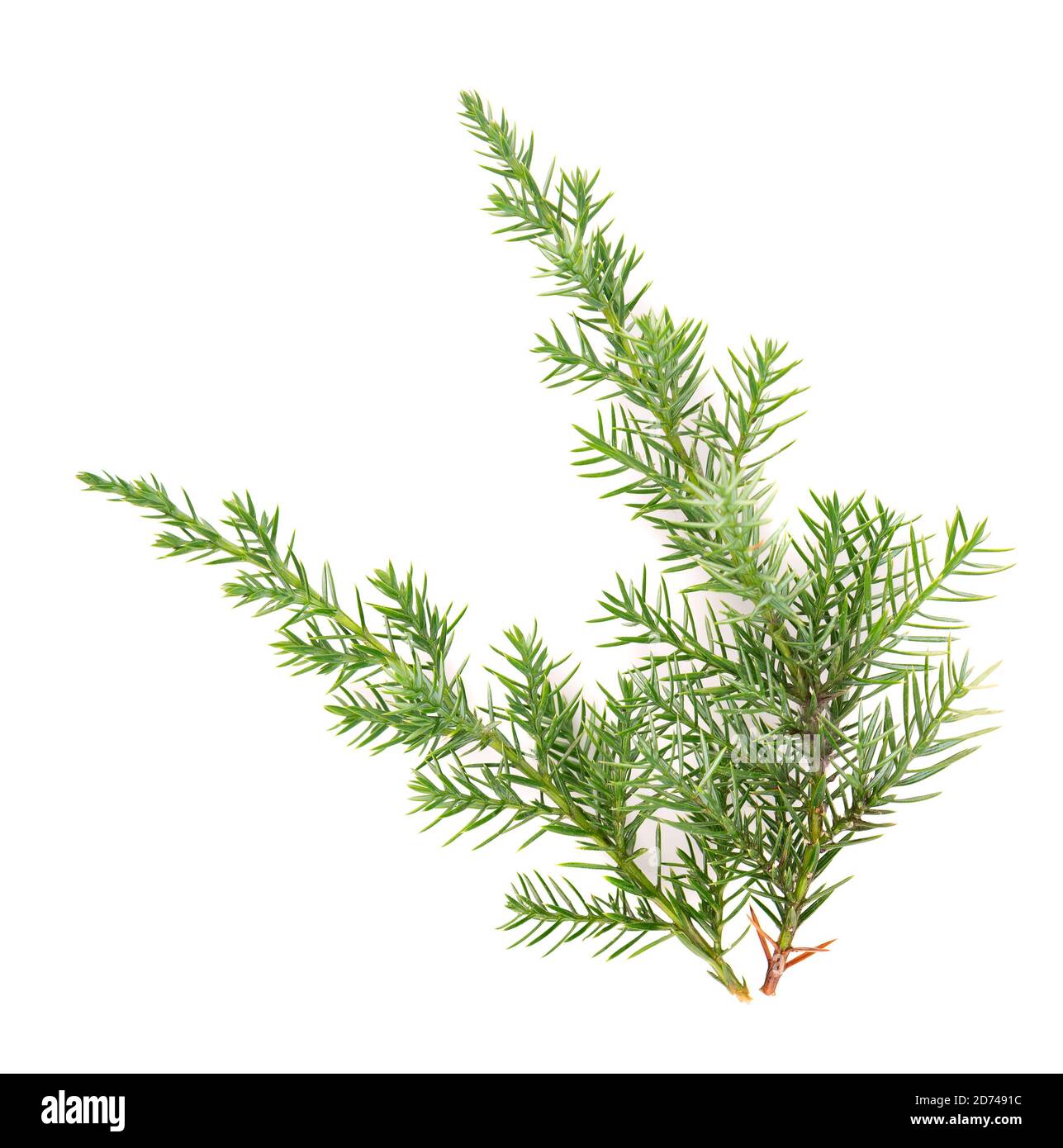 Branche verte Juniper, isolée sur fond blanc. Plantes ornementales pour la conception de paysage. Banque D'Images