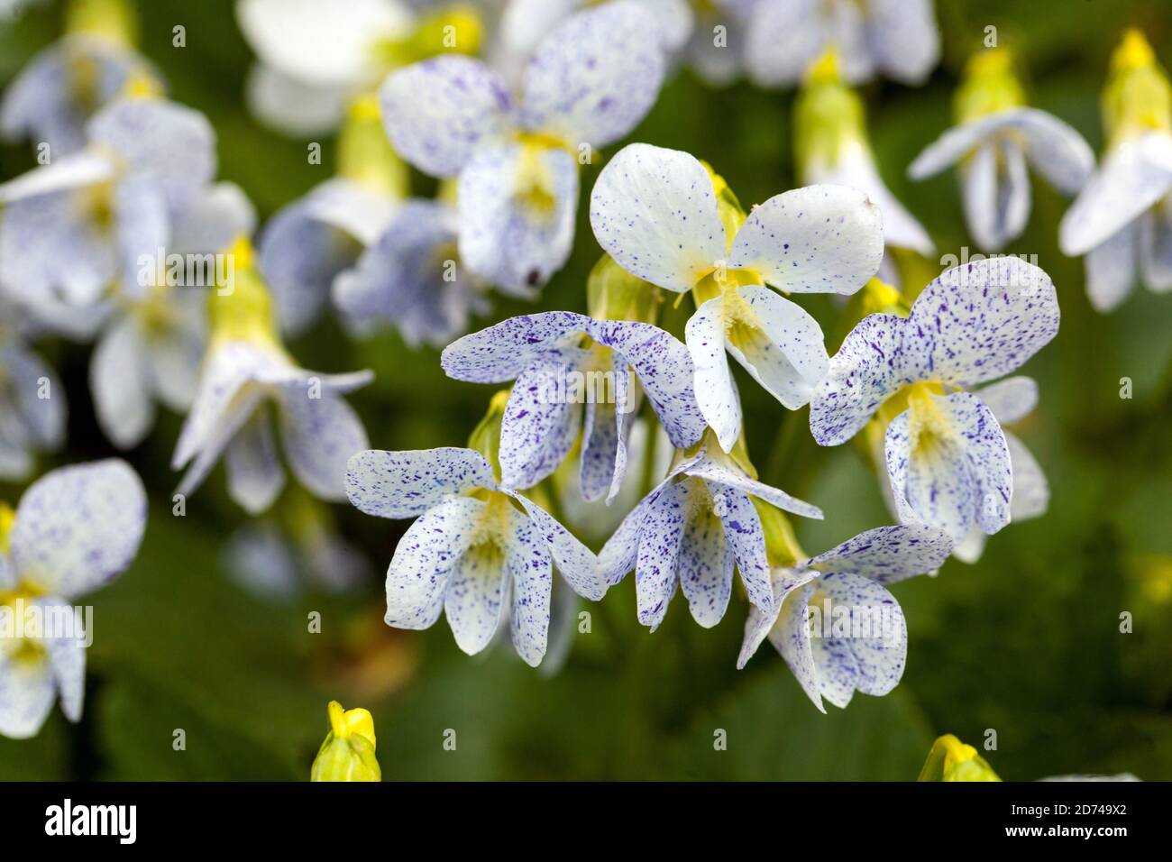 Viola sororia 'Freckles' Viola blanche, bleu blanc, teinte jaune des fleurs Banque D'Images