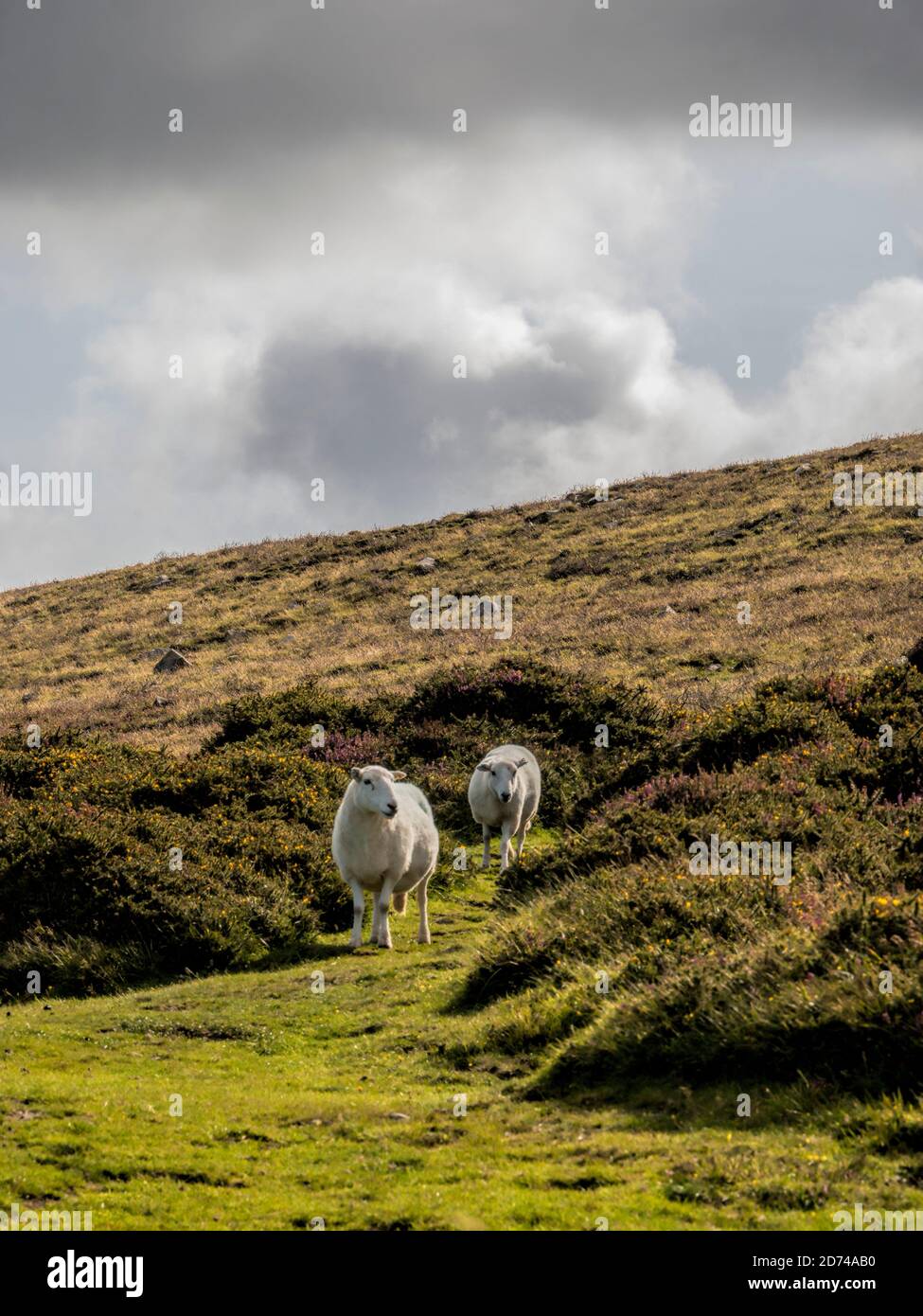 2 moutons sur une montagne Banque D'Images