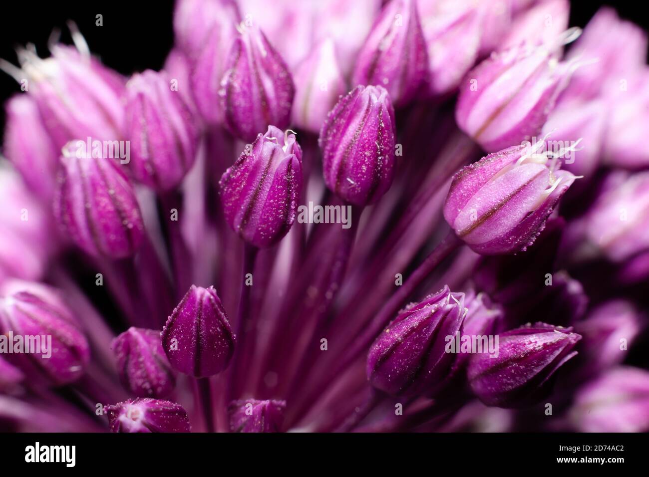 fleurs des oignons ronds sur fond noir Banque D'Images