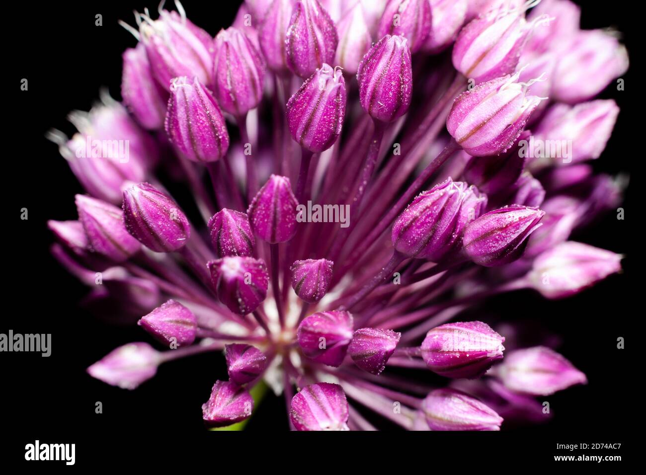 fleurs des oignons ronds sur fond noir Banque D'Images