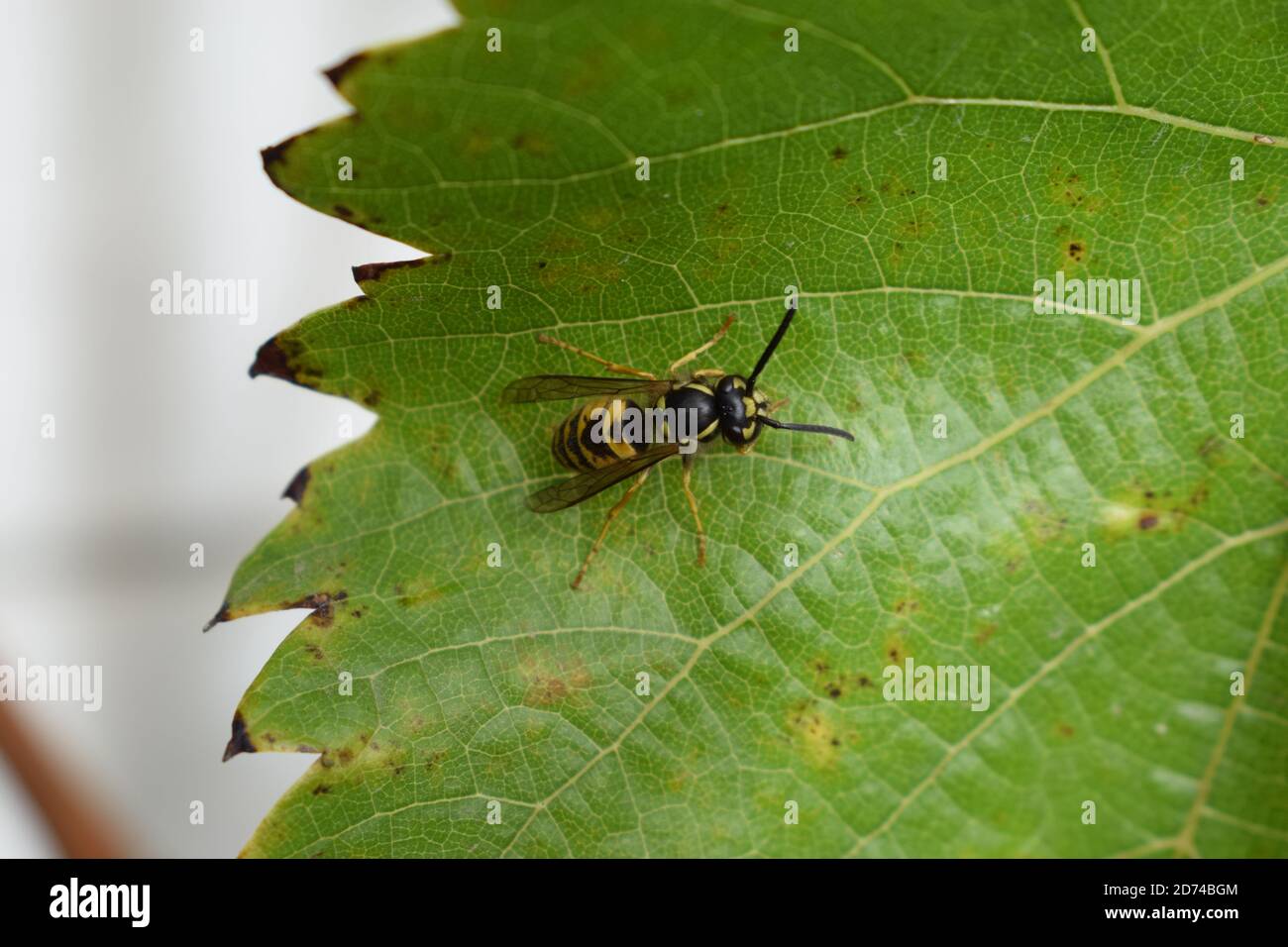 wasp prendre un repos Banque D'Images