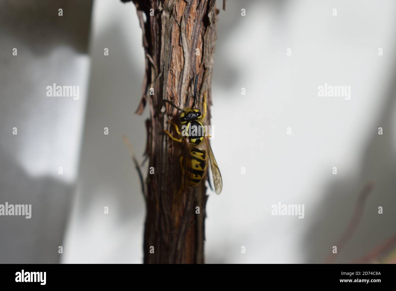 wasp prendre un repos Banque D'Images