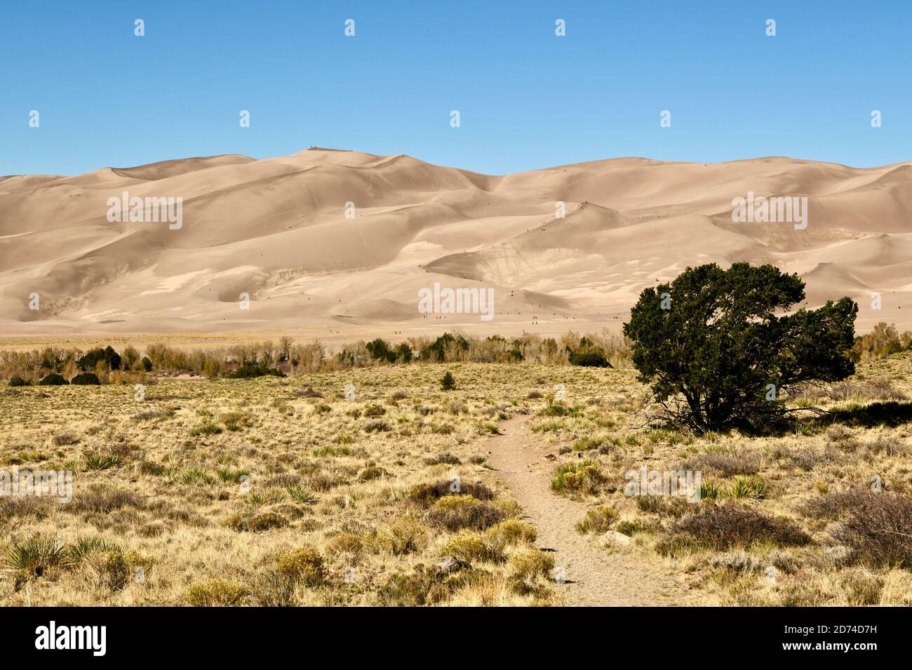Chemin à travers les prairies et le sable dans le parc national de Great Sand Dunes. Menant aux montagnes Sangre de Cristo dans le Colorado, États-Unis Banque D'Images