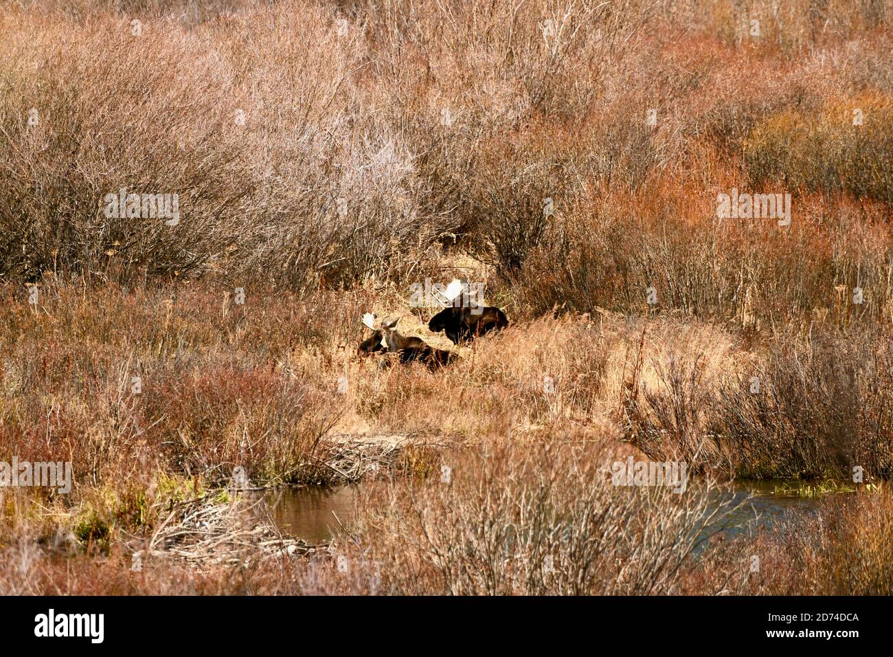 Orignal (Amérique du Nord) ou wapiti (Eurasie), Alces alces, reposant dans les herbes de l'étang à Breckenridge, Colorado, États-Unis Banque D'Images