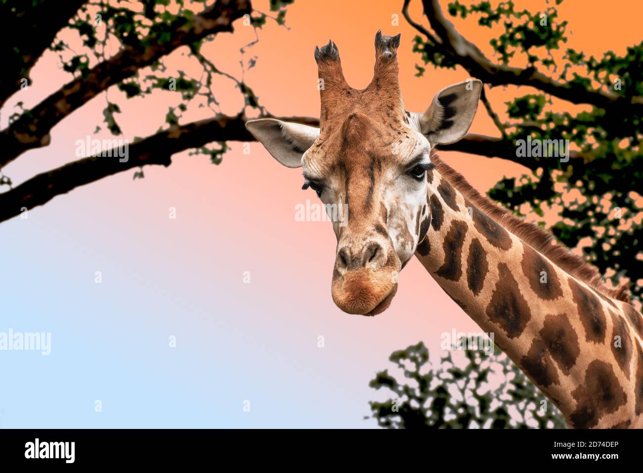 Tête de girafe sur fond de nature. Banque D'Images