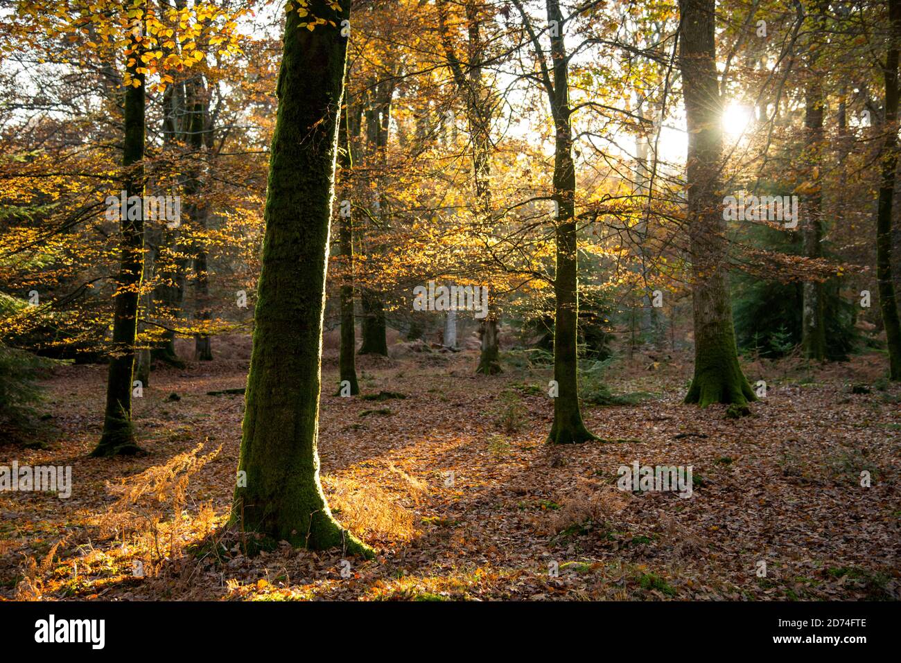 Soleil à travers une forêt en automne. Banque D'Images