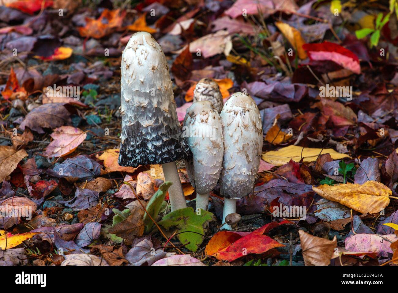 La manne de Shaggy est un champignon comestible commun que l'on trouve dans les prairies et les prairies en Europe et en Amérique du Nord. Il se décompose très rapidement après l'émergence. Banque D'Images