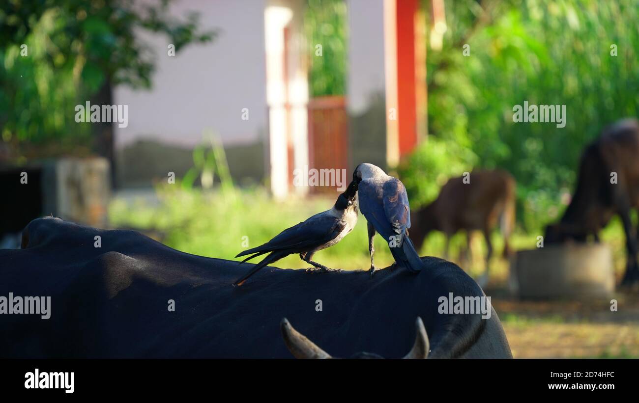 Paire de corneilles Carrion avec un arrière-plan de champ. Deux corbeaux assis dans un champ pour de beaux bokeh. Deux corneilles debout sur une vache noire. Banque D'Images