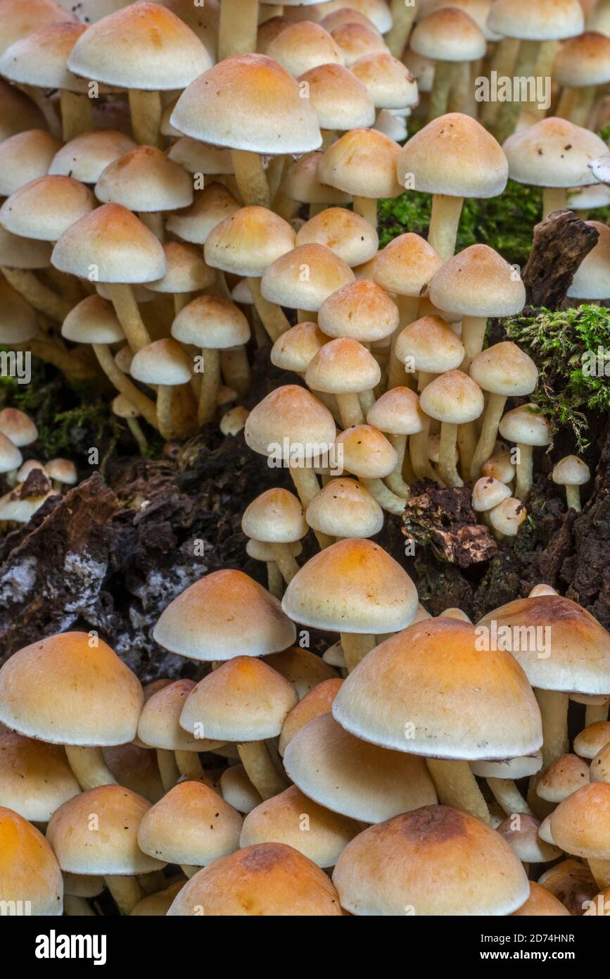 Tuft de soufre / tuft de soufre (Hypholoma fasciculare / Psilocybe fascicularis) champignon poussant sur le tronc d'arbre à feuilles larges pourries dans la forêt d'automne Banque D'Images