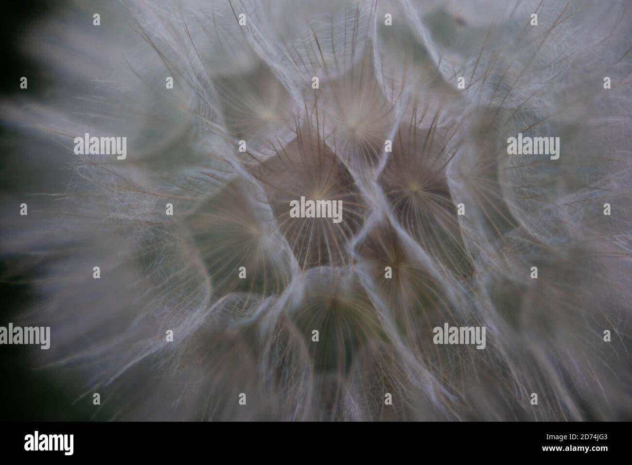 Macro photographie d'un pissenlit sur le point de libérer des graines. Banque D'Images