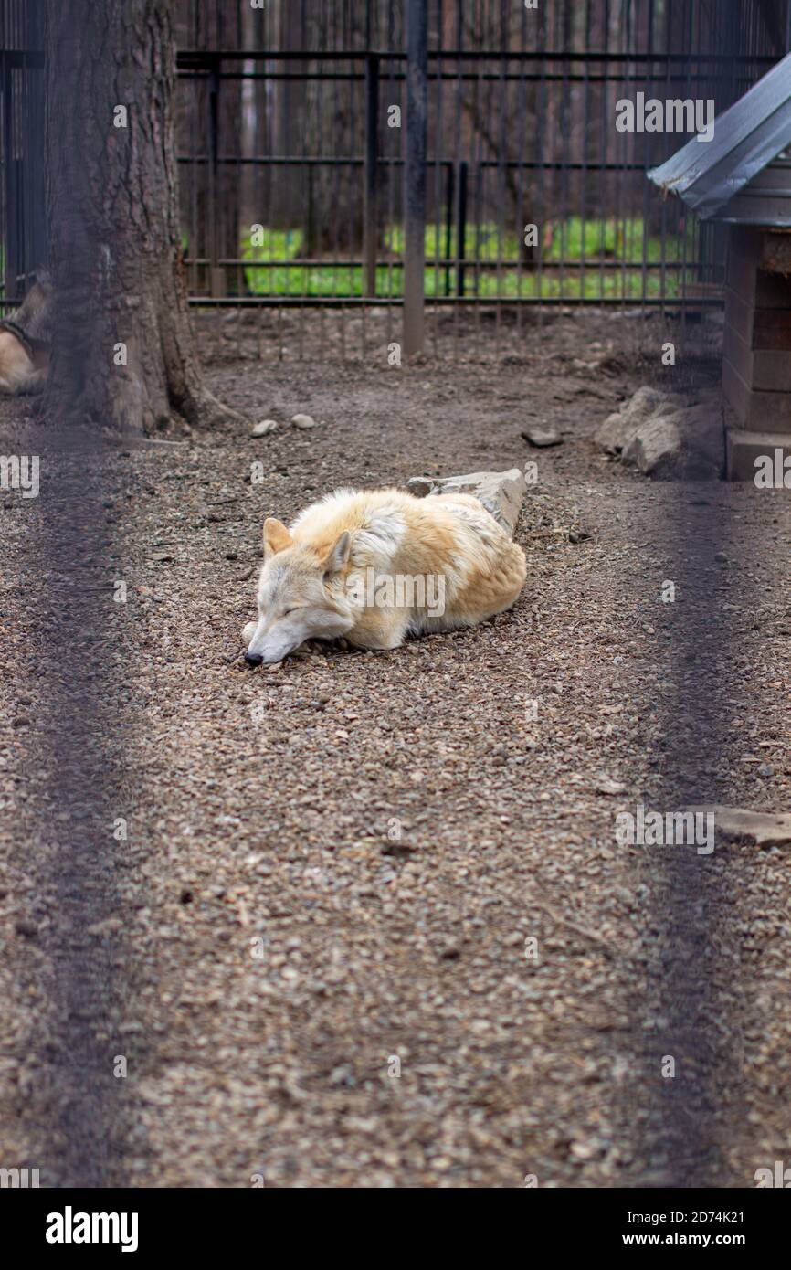 Un loup blanc ou polaire adulte dort dans la journée derrière les bars. Banque D'Images