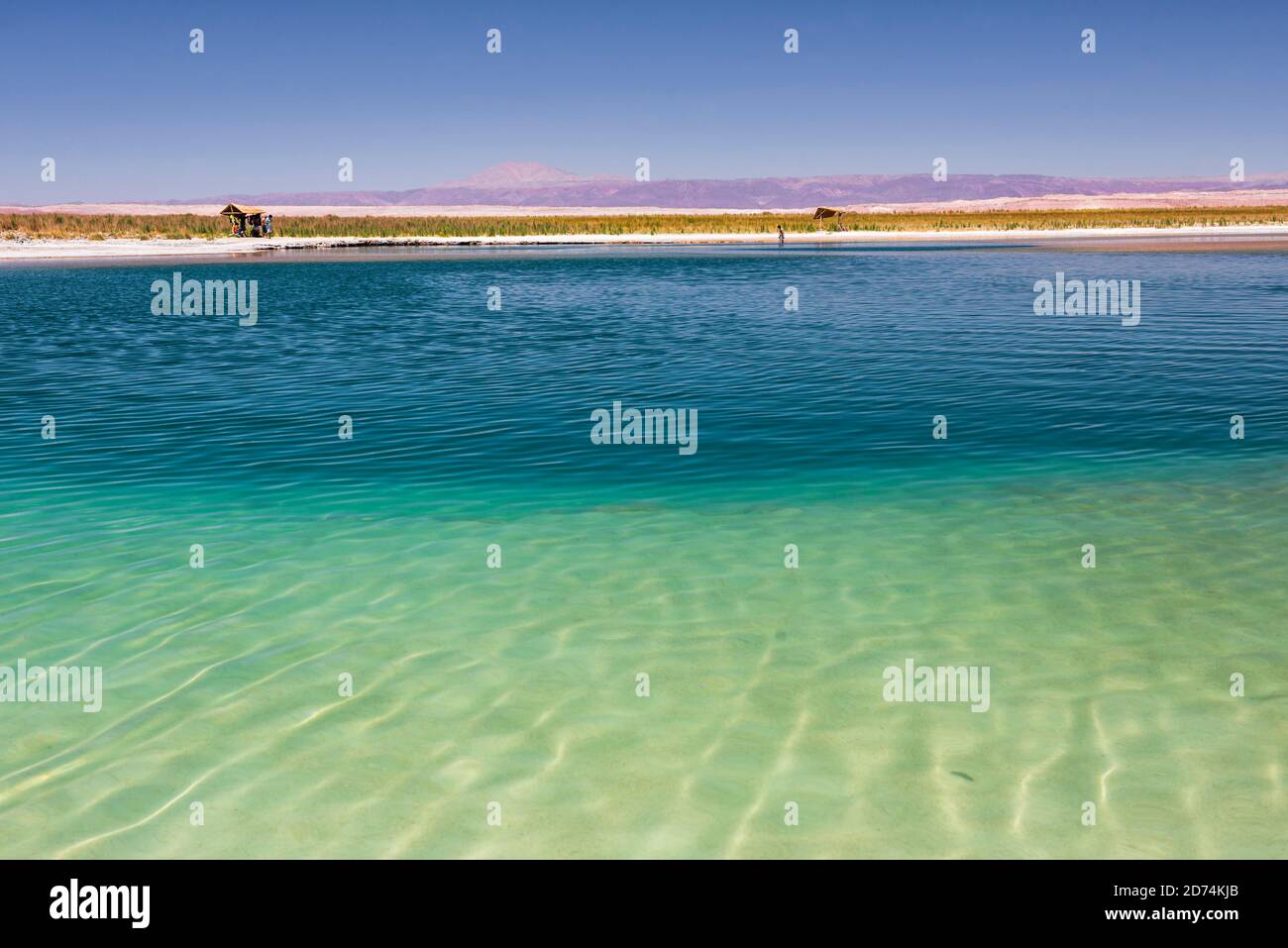 Laguna Cejar (ou lagon flottant du lac salé), désert d'Atacama, Chili du Nord Banque D'Images