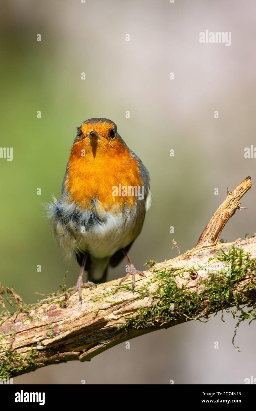 Robin européen (erithacus rubecula) dans le jardin au printemps. Banque D'Images