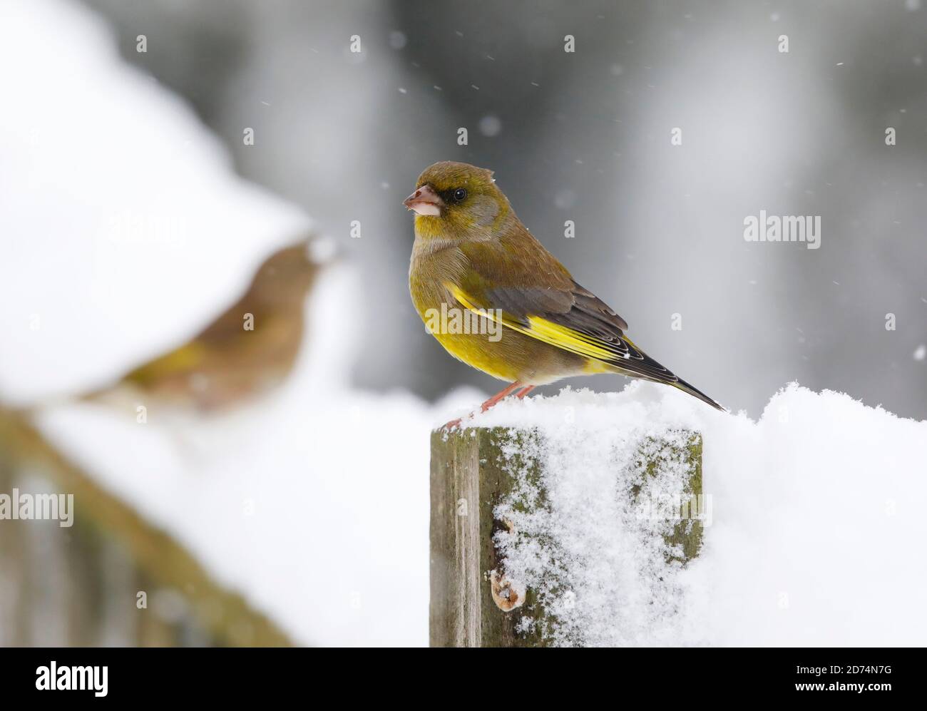 Greenfinch, Carduelis chloris, en hiver.Pays de Galles du milieu Royaume-Uni Banque D'Images