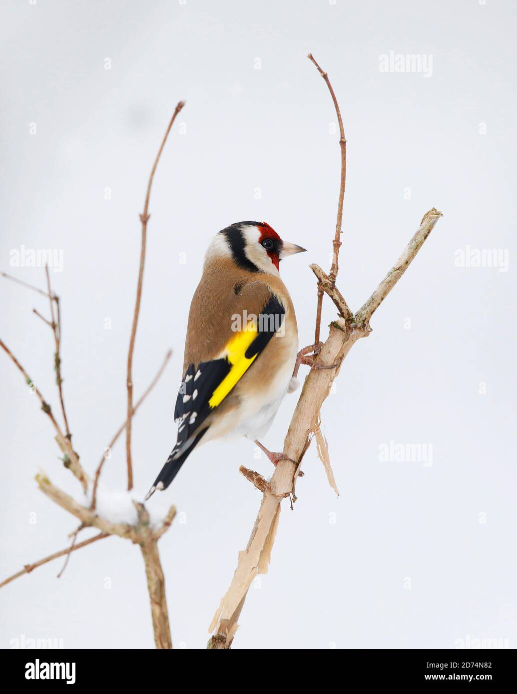 Goldfinch, européen, perché sur un arbuste dans la neige d'hiver, pays de Galles, royaume-uni Banque D'Images