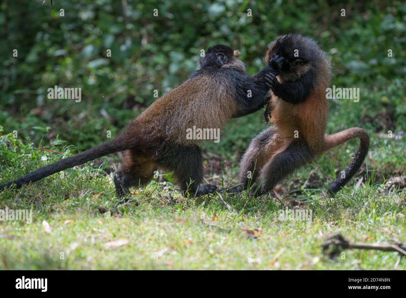 Deux singes d'or jouant dans le parc national des volcans, Rwanda Banque D'Images