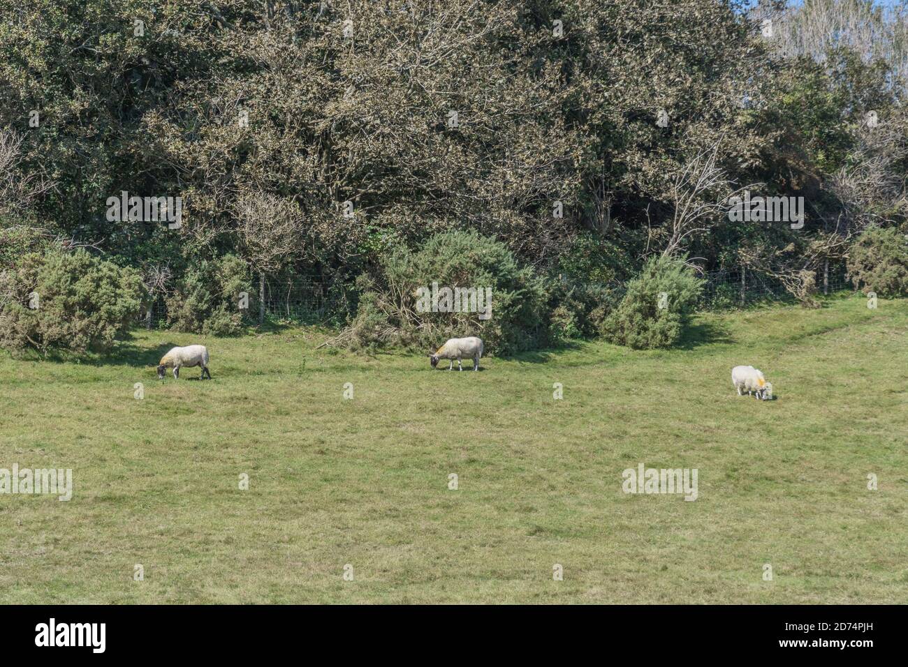 Trois moutons paissent dans un champ de pâturage ensoleillé en été. Pour l'élevage de moutons au Royaume-Uni, l'agneau britannique, le bien-être des animaux, l'industrie de la viande au Royaume-Uni, l'agriculture britannique. Banque D'Images