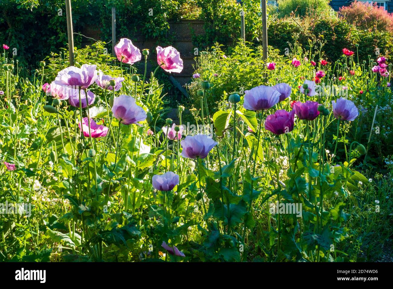 coquelicots orientaux en fleur dans un jardin de chalet Banque D'Images