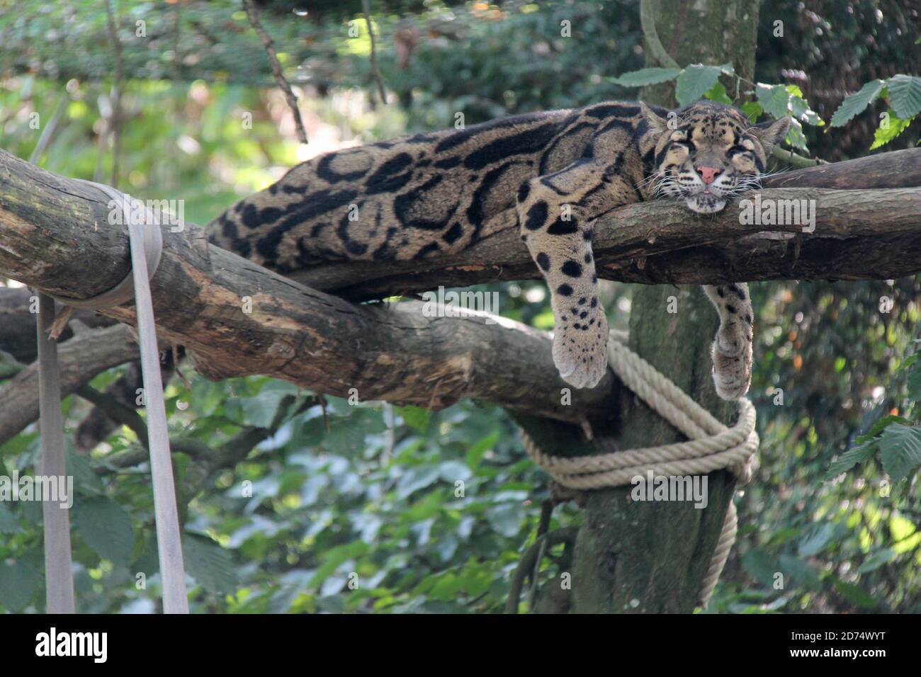 léopard trouble dans un zoo en france Banque D'Images