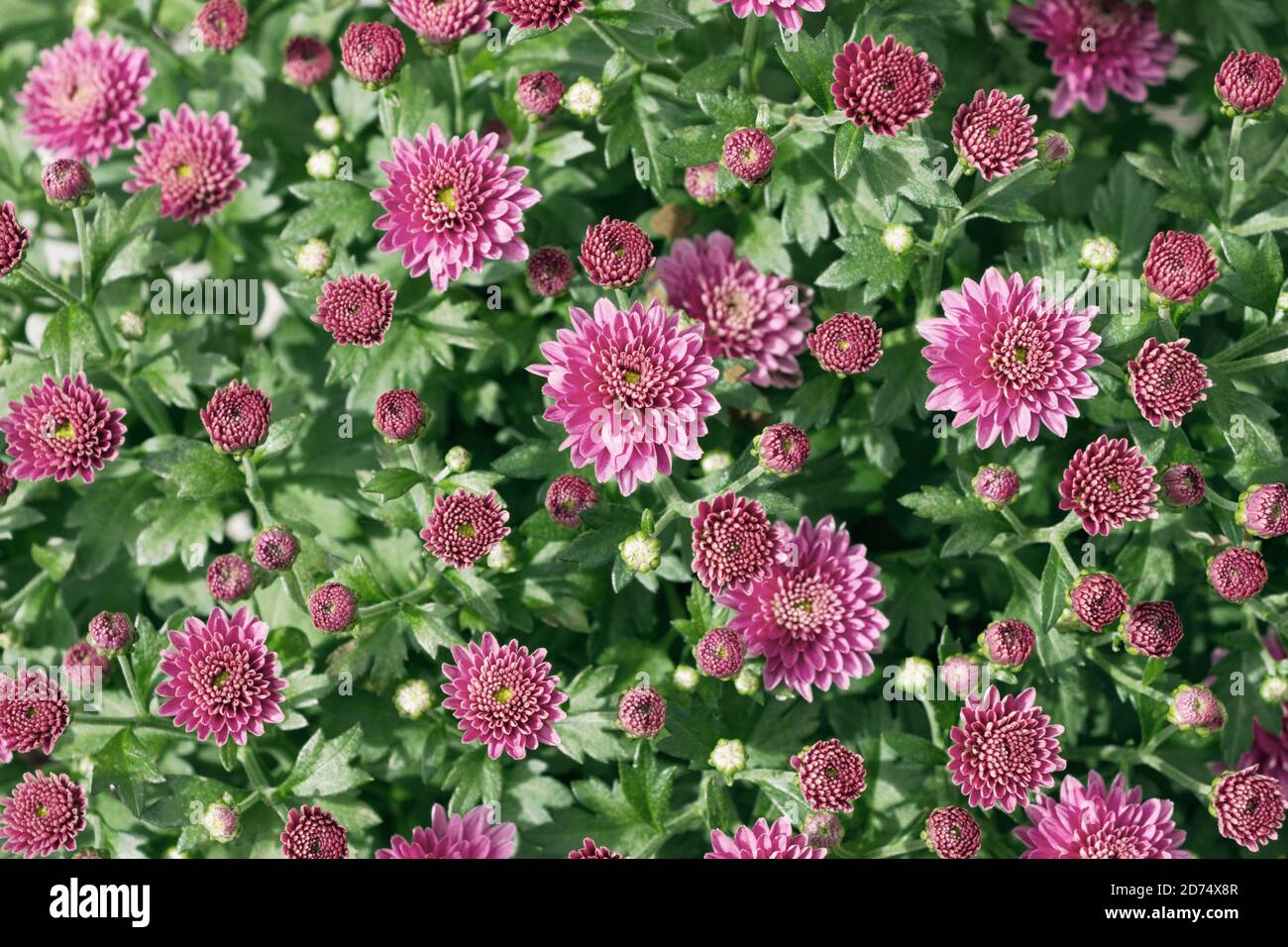 fleur de la petite fleur rose des asteraceae dans le jardin Banque D'Images