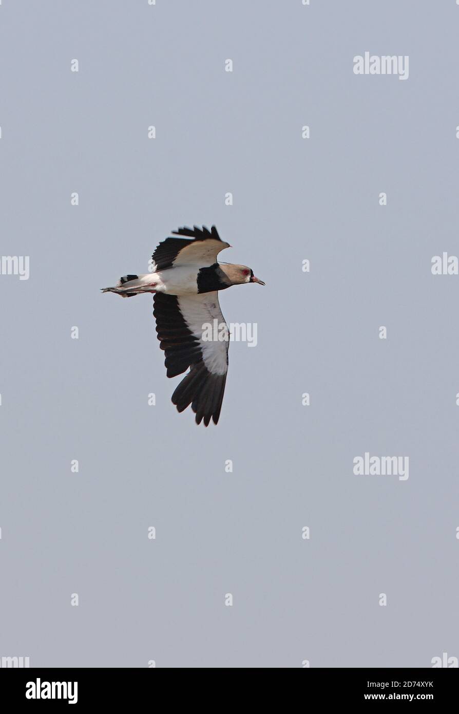 Laponge du sud (Vanellus chilensis) adulte en vol dans la province de Buenos Aires, Argentine Janvier Banque D'Images