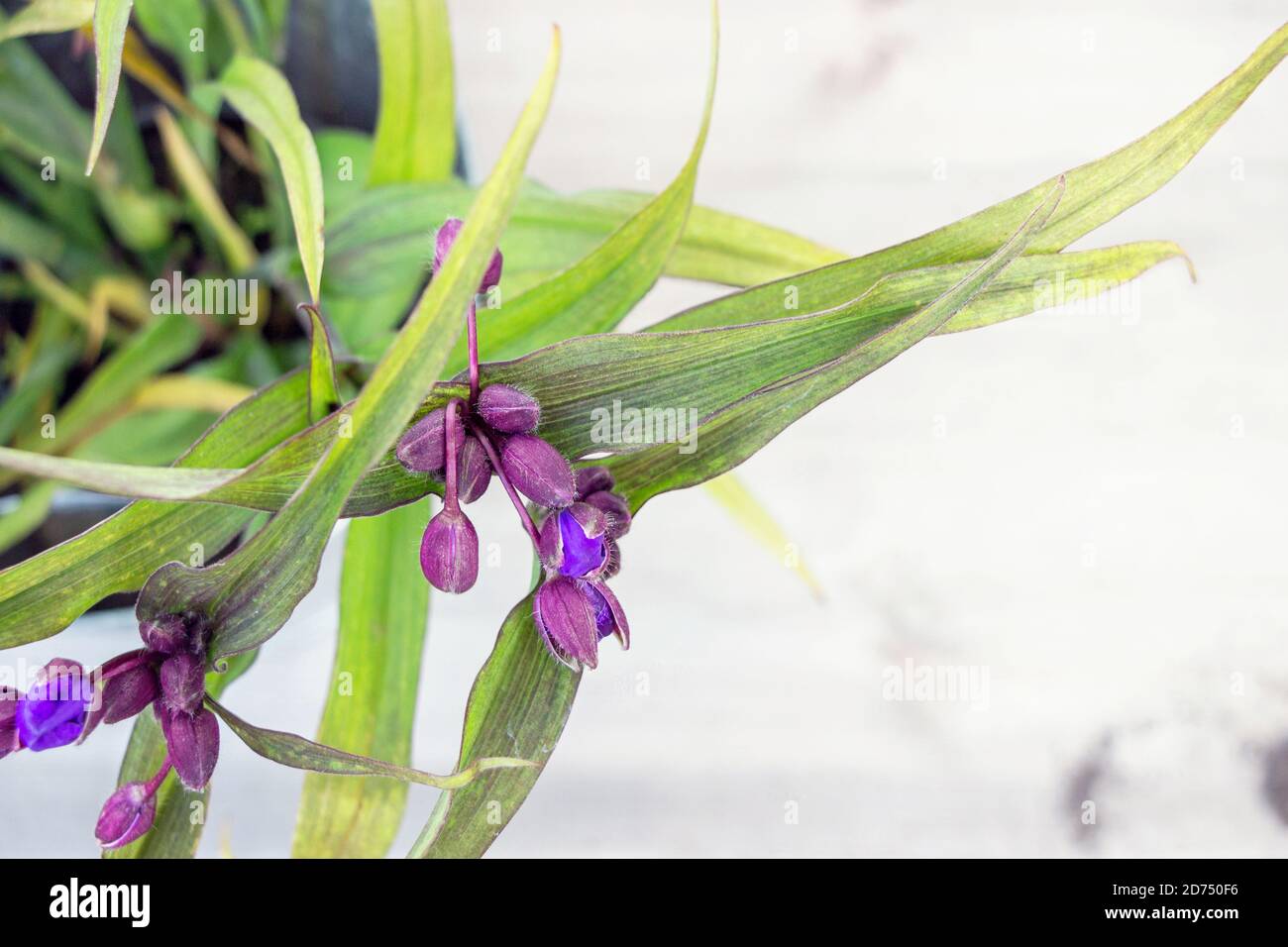 Ohio Spiderwort (Tradescantia ohiensis) plante florale dans le jardin Banque D'Images