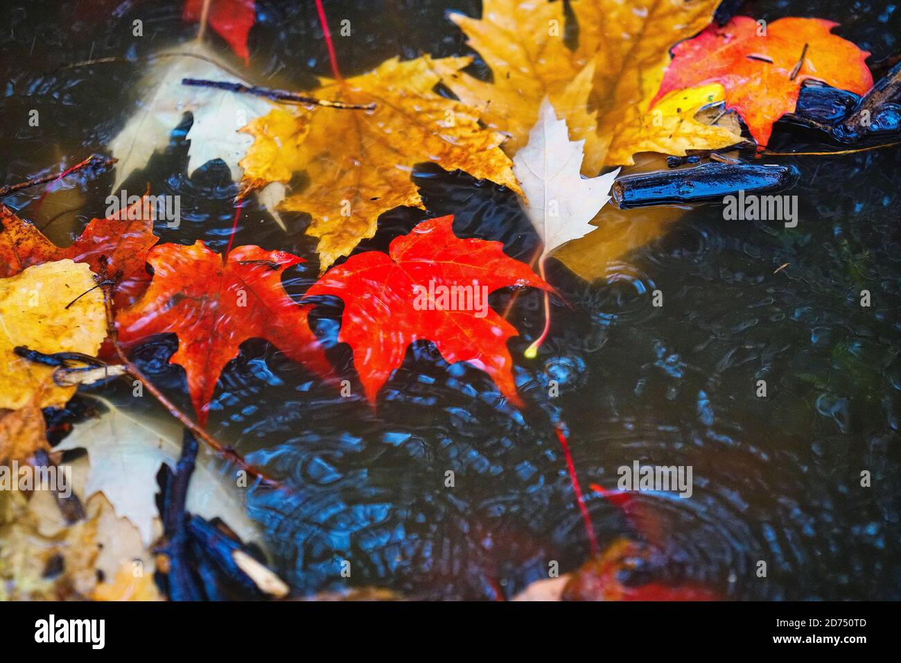 Montréal,Québec,Canada,le 17 octobre 2020.feuilles d'érable dans un flaque d'eau pendant une averse.Credit:Mario Beauregard/Alamy News Banque D'Images