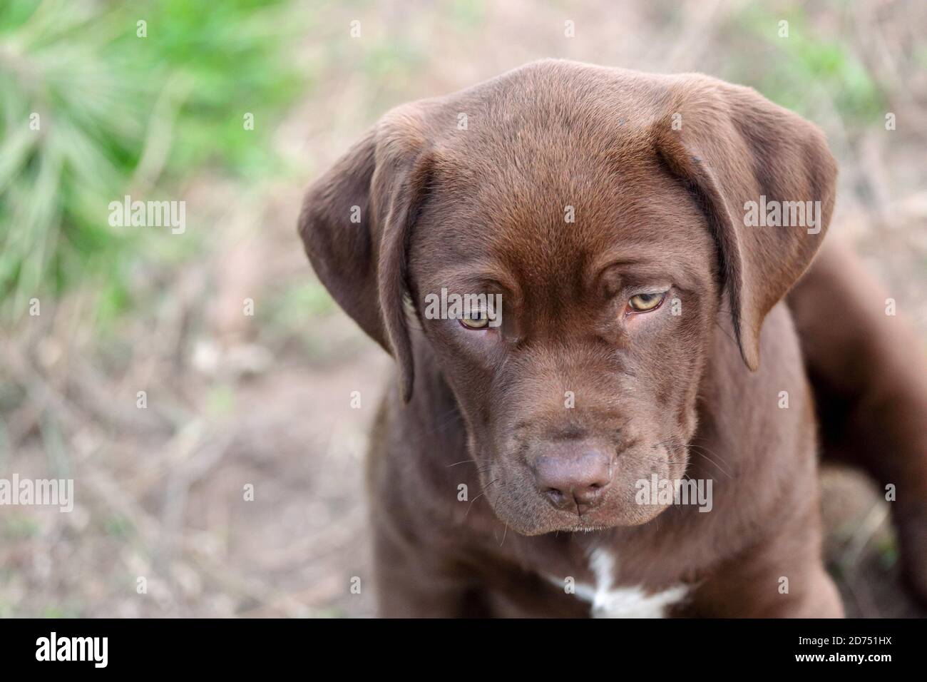 Chocolate Labrador Retriever mélanger le chiot en regardant autour nerveux à un parc pour chiens Banque D'Images