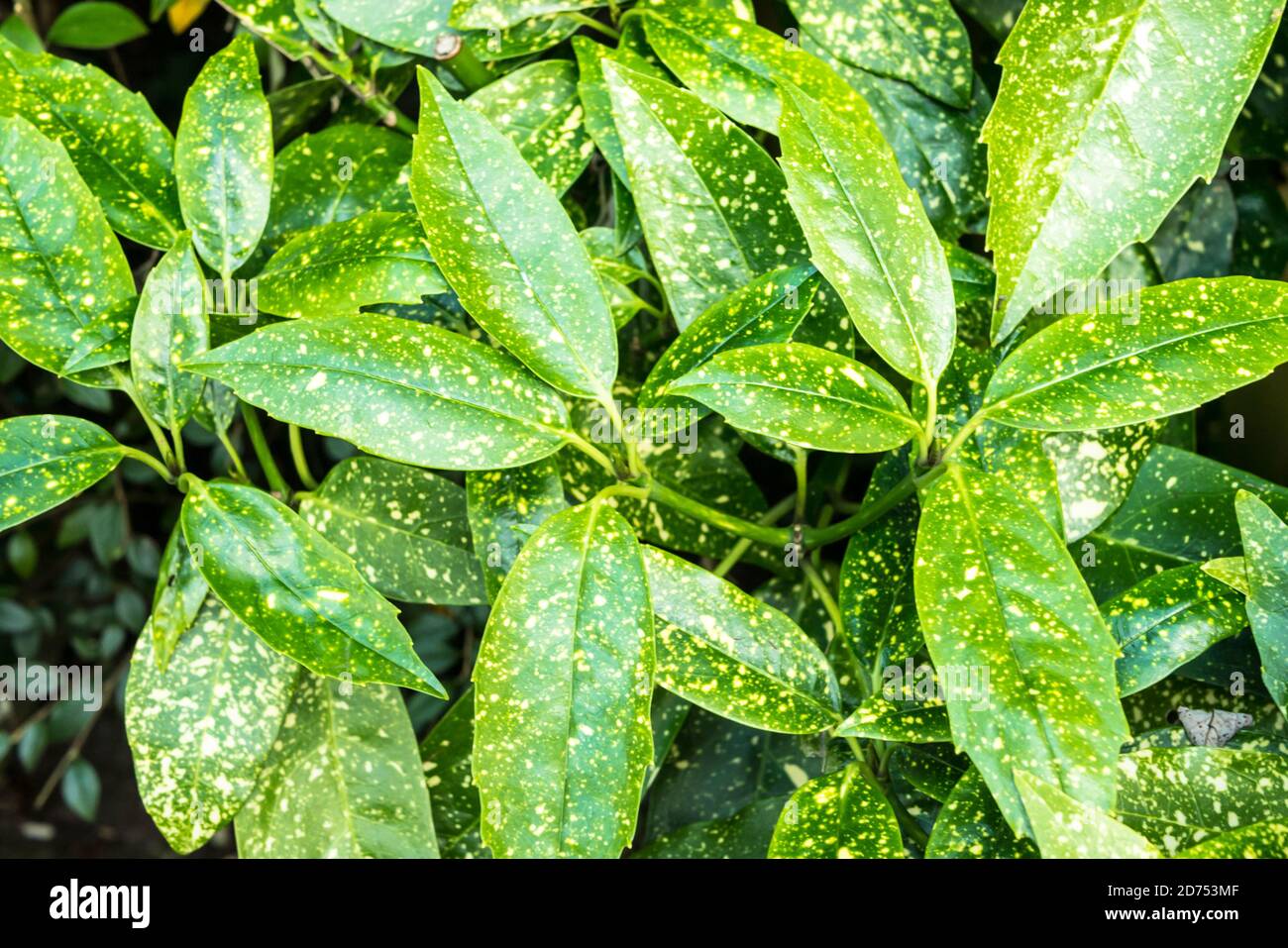 Feuilles sur un arbuste à Laurier tacheté (Aucuba Japonica) Banque D'Images