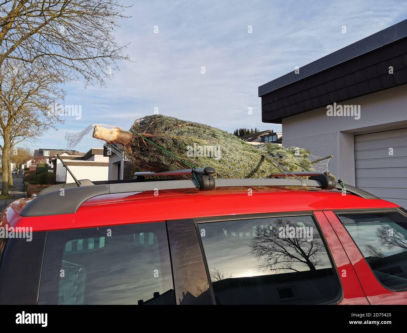 Un arbre de Noël frais du vendeur est transporté à la maison sur le toit d'une voiture. La voiture rouge offre un contraste agréable à l'arbre. C'est la saison de l'AVENT. Banque D'Images