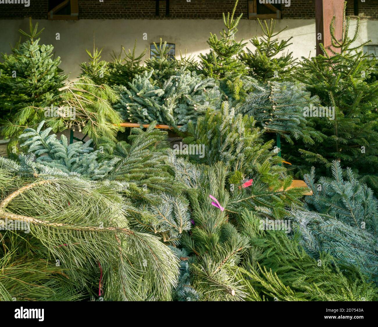 Vente d'arbres de Noël à la ferme. Le client peut choisir des sapins fraîchement abattus et une grande sélection de branches de sapin. Nordmann, sapin argenté, b Banque D'Images