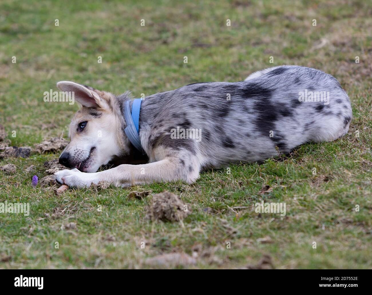 Petit Border Collie Blue Merle chiot dans diverses situations Banque D'Images