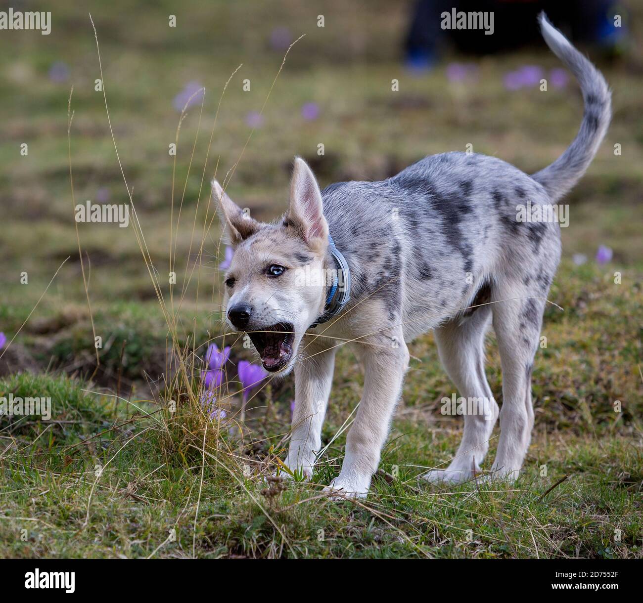 Petit Border Collie Blue Merle chiot dans diverses situations Banque D'Images