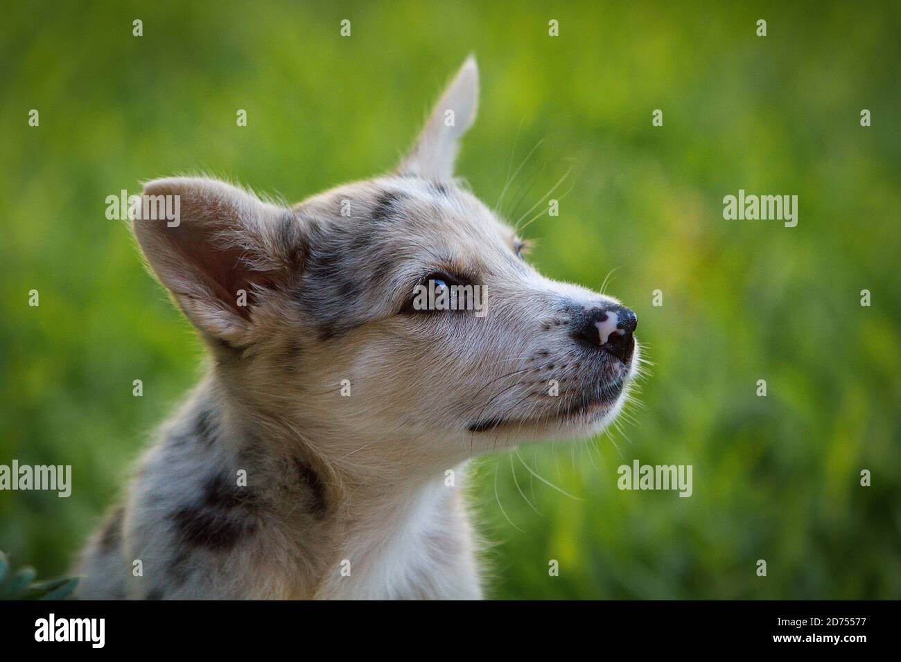 Petit Border Collie Blue Merle chiot dans diverses situations Banque D'Images