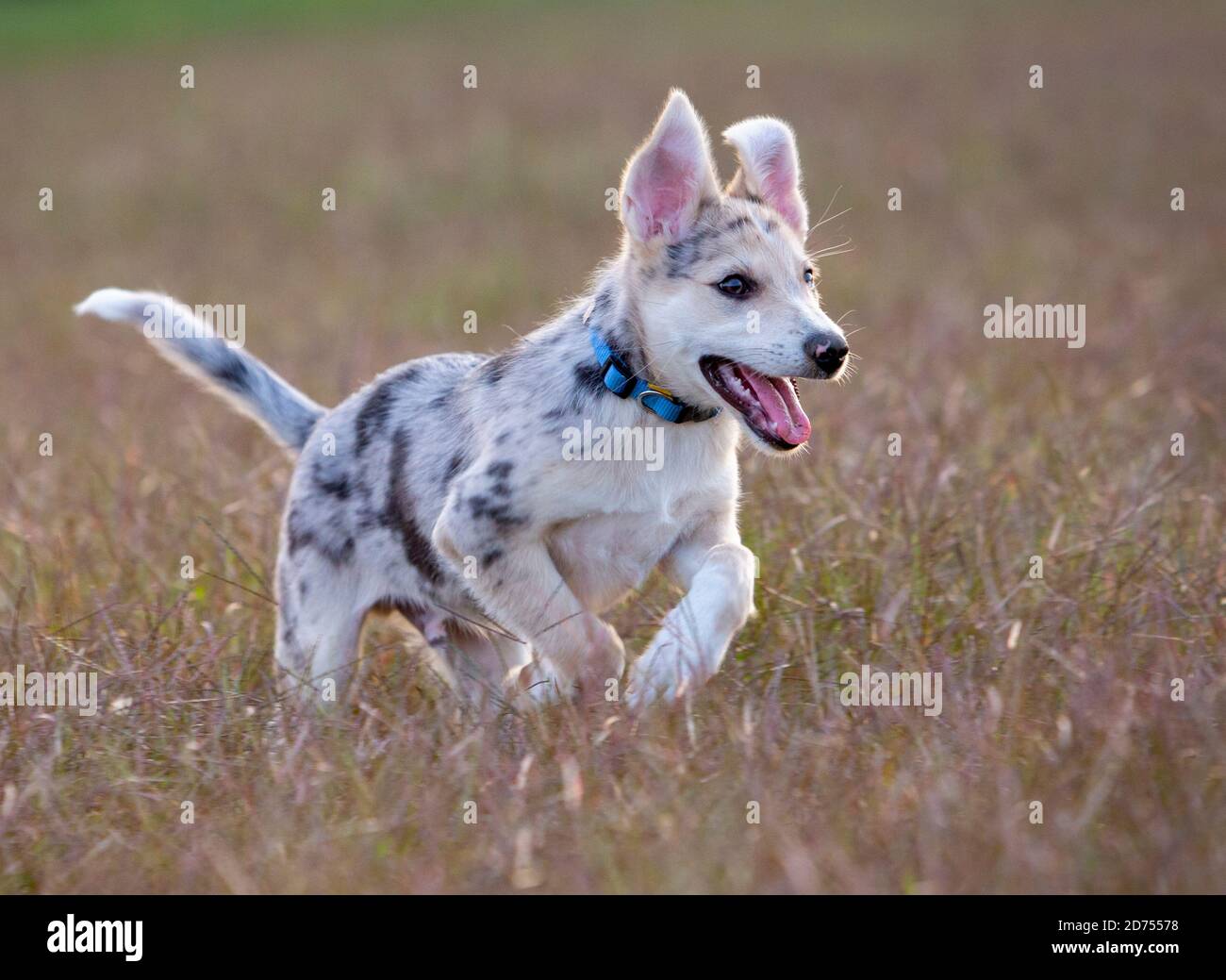 Petit Border Collie Blue Merle chiot dans diverses situations Banque D'Images