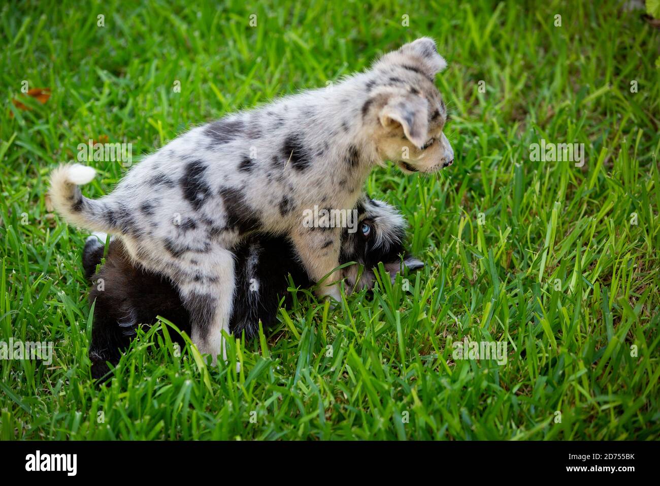 Petit Border Collie Blue Merle chiot dans diverses situations Banque D'Images