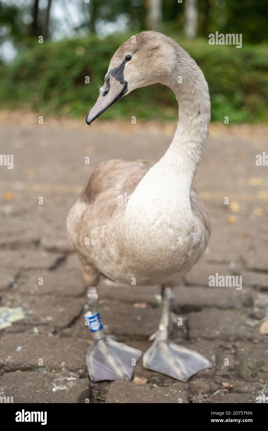 Portrait d'un jeune cygne muet ou cygnet, Angleterre Royaume-Uni Banque D'Images