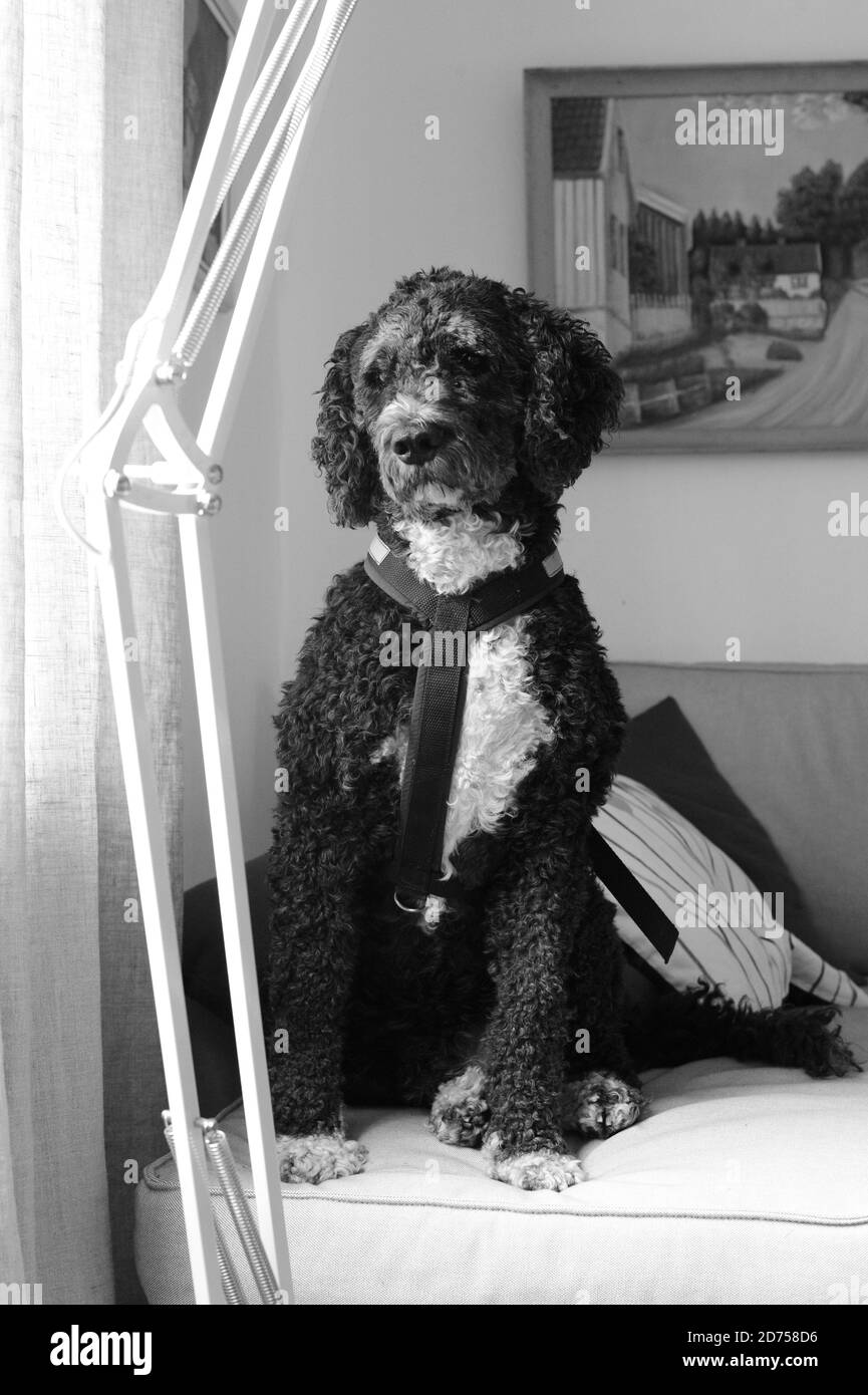 chien d'eau espagnol attentionné assis dans le canapé Banque D'Images